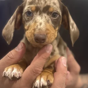Dachshund - Bahrs Scrub